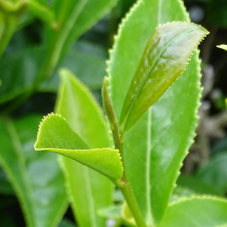 موتيل هاملتون أرجينت موتور لودج المظهر الخارجي الصورة
